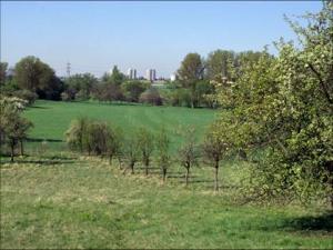 R-001-Baumreihe_Fl�rsheimer_Schweiz.jpg